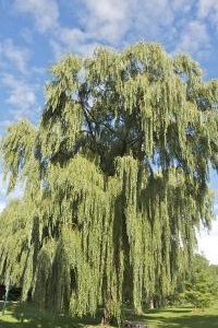 Willow backdrop